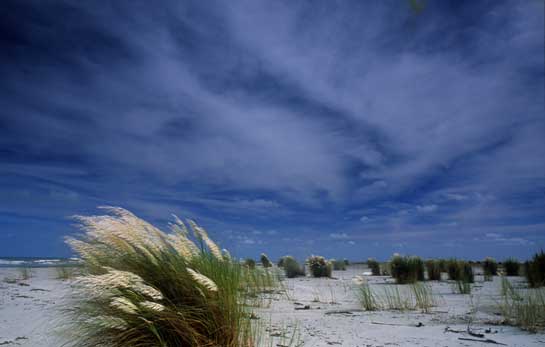 No species or habitat will remain unaffected by climate change, from human populations living in coastal regions.