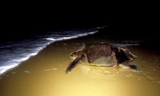 Sea level rise could destroy sea turtle beach-nesting sites such as Bhitarkanika in Orissa where thousands of olive ridleys gather. Warmer seas could also affect the sex ratio of hatchlings as the developing egg is temperature-dependent.