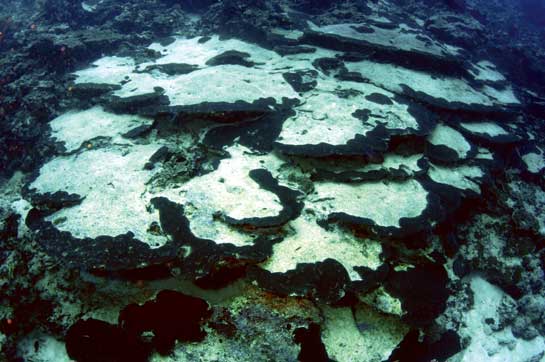 One of the most tangible effects of global warming has been coral bleaching worldwide. This affected Lakshadweep as well. Such fragile ecosystems are nurseries for marine species and protect coastal areas from cyclones and storm surges. When ocean temperatures rise, it affects the photosynthetic process that converts carbon dioxide into sugars and this results in a build up of products that poison the zooxanthellae. Without the zooxanthellae, the coral slowly starves to death.