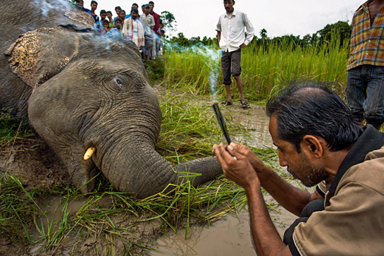 This elephant was killed by a homemade bullet soaked in acid - the animal died a slow painful death of septicaemia. Giving animals space to move when planning new roads, dams and villages is vital and that is why our Protected Areas need buffer zones. Bad past planning does not warrant inaction when we know the right answers.