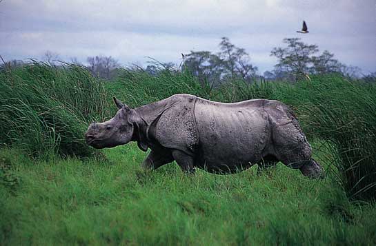 The Bodo agitation in Assam has led to the death of 100 rhinos. The horns were used to finance still more violence.