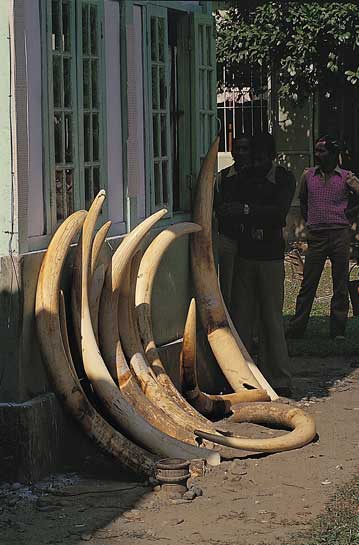 Downlisting the African elephant by CITES has led to the slaughter of the Asian elephant. Downlisting the African elephant by CITES has led to the slaughter of the Asian elephant.