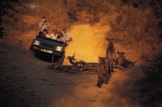 Tigers that have become accustomed to tourist vehicles are easily shot by poachers.
