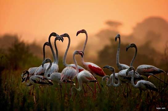 These Greater Flamingos were photographed at Keoladeo National Park in Bharatpur, where they visit as winter migrants to feed on the algae, crustaceans and carotene-rich microorganisms that give the pink colouration to their plumage.