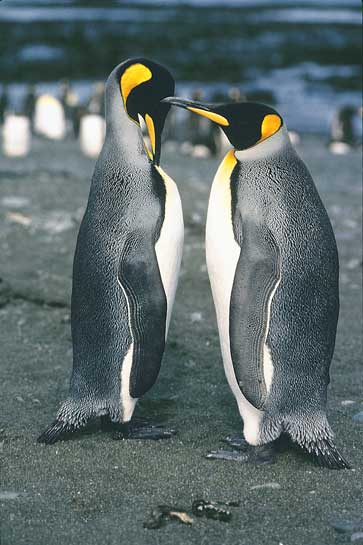 Global warming has already led to a reduction in the Antarctic pack ice and a consequent fall in penguin numbers. Global warming has already led to a reduction in the Antarctic pack ice and a consequent fall in penguin numbers.