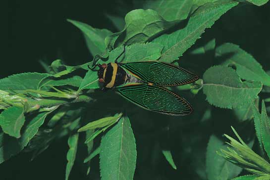 With the natural balance thrown out of gear by climate change, there is no way of accurately predicting the effects on the insect world. More frightening is the likelihood of proliferation of diseases and agricultural pests.