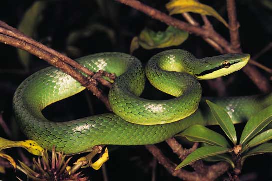 Diminished soil moisture on account of climate change would result in forest fires and a radically altered ecology that could edge out arboreal snakes like, Elaphe frenata, that live in the rainforests of Arunachal Pradesh.