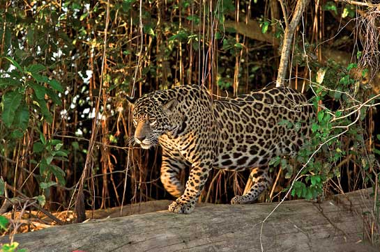 The Brazilian Pantanal has the highest density of jaguars and Panthera fights for their safety.