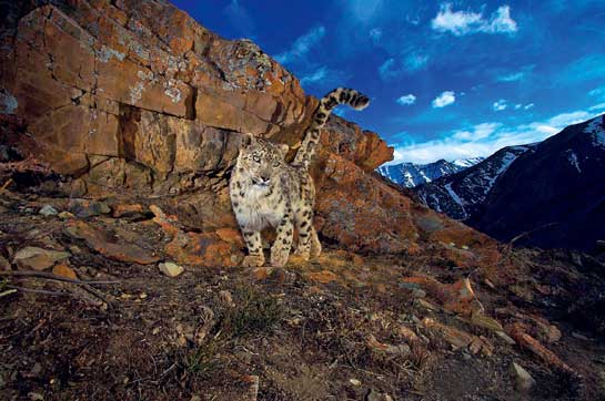 A majestic snow leopard walking in the mountains of Ladakh, India.