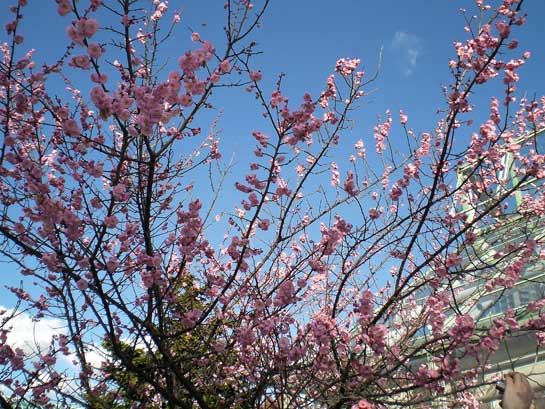 At the Brooklyn Botanical Gardens, New York, the Japanese apricot tree is covered with hundreds of exquisite pink blossoms, a sight unheard of in January.
