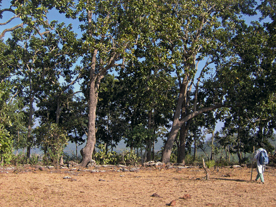 Drawn to India by its ancient concepts and fundamental values, Felix Padel, self titled &acirc;accidental activist, today lives and works amongst Odisha's Dongria Kondhs.