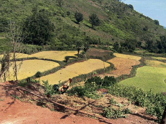 Ousted by the tribals of Niyamgiri, It is expected that mining giant Vedanta will soon train its eyes on the fragile environs of Khandual Mali, a hill in the Kalahandi district of Odisha