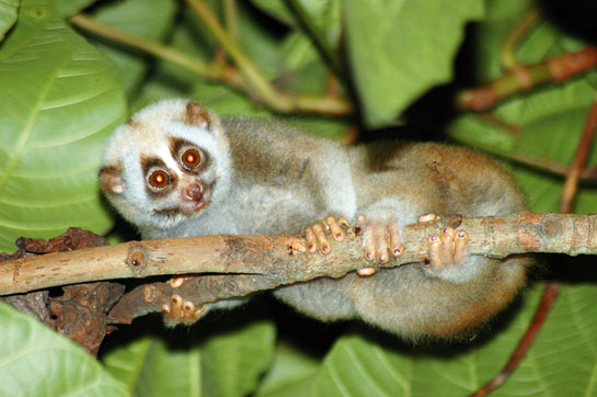 The Bengal slow loris has a large geographic range spanning Northeast India, Myanmar, Cambodia, southern China, Laos, and Thailand, all the way to Vietnam.