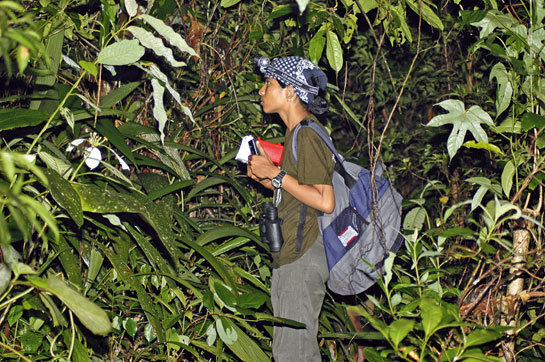 The author spent six months studying slow lorises for her Masters' degree dissertation project, designed to better understand the behaviour and food habits of the species.