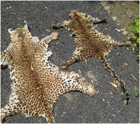 Leopard skin ceased from poacher who was taken into custody by forest officers.
