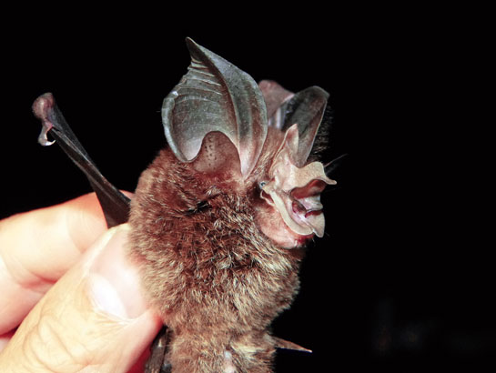 The large-eared horseshoe bat is a dense forest species, with large leaf-shaped ears and a peculiar nose that emerges like a unicorn's horn.
