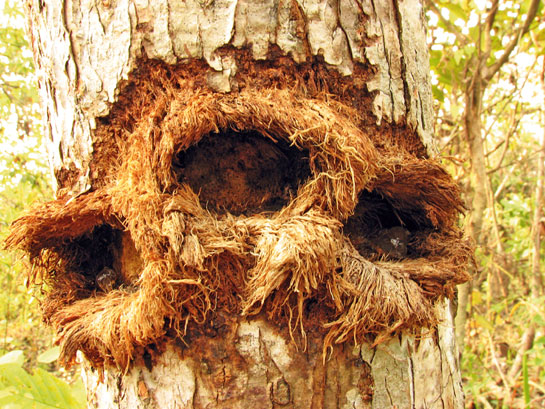 The Bengal slow loris can often be seen upside down, firmly anchored to a tree trunk while gouging for exudates. It is perfectly adapted for such a diet with unique grasping hands and strong hind limbs.