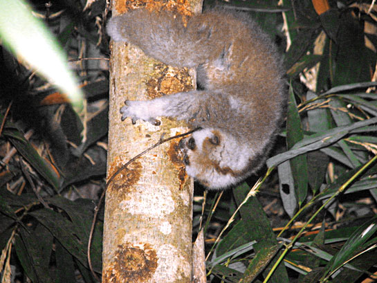 Deep gouges created on the trunk of a Sterculia villosa allow the Bengal slow loris to obtain valuable exudates. The animals remember productive sites and visit them often.