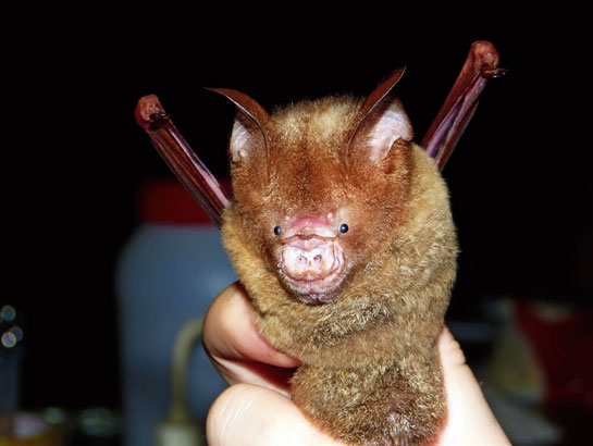 The Diadem's leaf-nosed bat is a large bat that typically hawks insects in forest clearings. Its body is a rich beige or orange with characteristic white patches on the flanks.