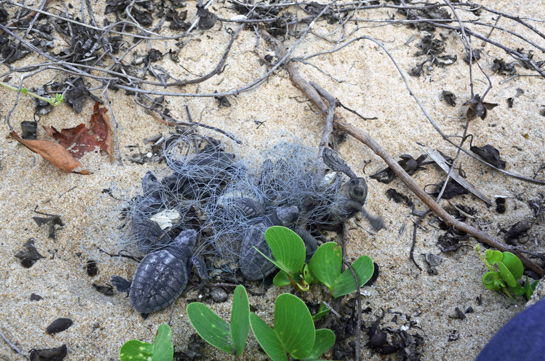 Olive Ridley hatchlings face a host of natural and man-made threats as they make their way to the sea. Seen here is a clutch of Ridley hatchlings trapped in a ghost net.