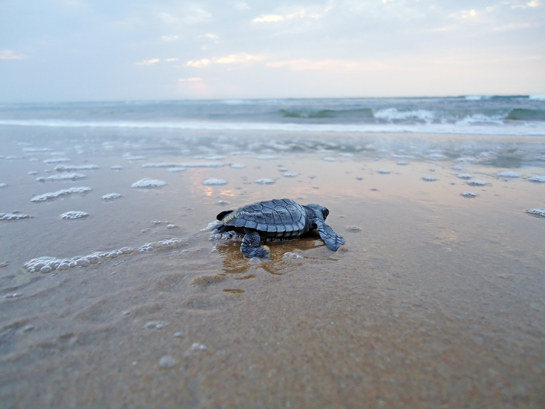 Olive Ridley hatchlings face a host of natural and man-made threats as they make their way to the sea. Seen here is a clutch of Ridley hatchlings trapped in a ghost net.