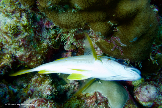 scores of triggerfish, snappers, groupers and several other species either floating dead on the surface of the water, drifting close to the shore or, in some instances, dead on the reef.