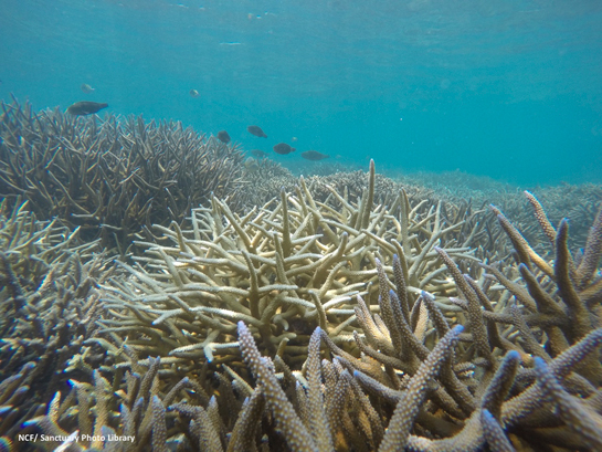 Latest signs show that the current system may be weakening across the Indo-Pacific, and it is clear that 2016 will leave a definite signature on tropical reefs.
