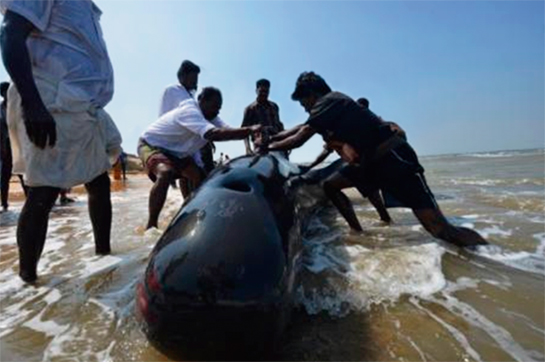 One of 90-odd short-finned pilot whales that were found stranded on the Tamil Nadu coast. It is now thought that the rise in ocean noise is interfering with the echo-location capabilities of cetacean species, causing them to strand.