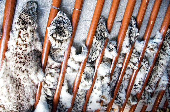 Snow leopard skins were widely used for decorative purposes as seen in this image taken in a ger (a type of tent) in Mongolia in 2006. It's illegal in all range countries today to buy or sell any snow leopard parts.