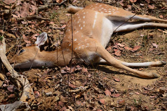 There were no external injuries to be seen on the body of the deer.
