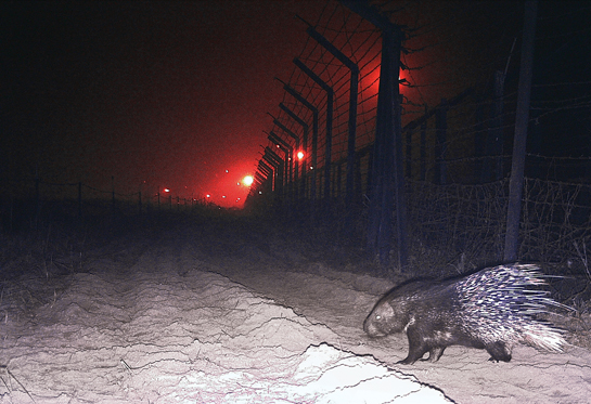 An Indian crested porcupine casually crosses over the border, proving yet again that animals have little regard for human-made boundaries.