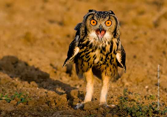 Long-eared- Owl Asio otus