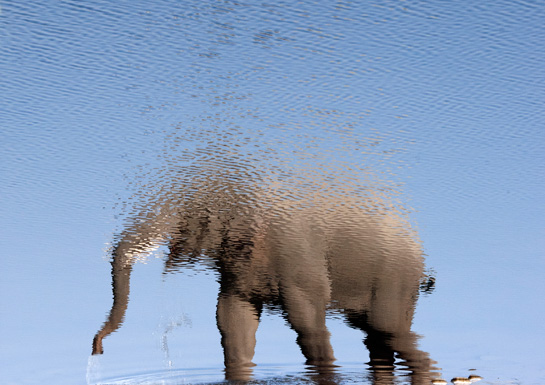 Elephants inevitably feed and drink along the banks of Corbett's Ramganga river. Praveen Mohandas photographed this magnificent tusker and inverted the image to present the more effective visual link between elephants and their dependence on freshwater.
