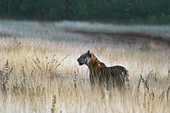 The Tadoba-Andhari Tiger Reserve boasts picturesque and vital grassland landscapes, crucial to carnivores that depend on the herbivores that grasslands support.
