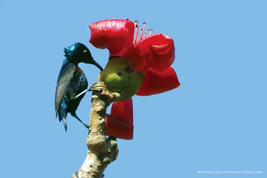 Purple Sunbird