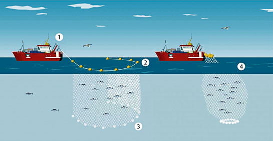 In the purse seine method of mechanised fishing, (1) fishing vessels with inboard enginesand hydraulic winches are used to cast and haul the net (2) a wall of net is cast on identifying the school of fi sh. The seine is held up by the floats (in yellow) (3) lead lines run through rings at the bottom of the net (4) the net encircles the fishes, which are then hauled up by the boat.