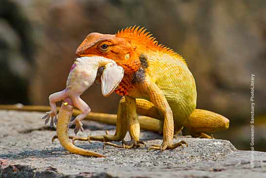 Oriental Garden Lizard