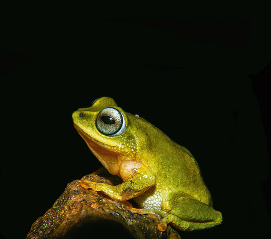 The Beddome's bush frog is one among the eight species endemic to India's Western Ghats that is impacted by the chytrid fungus.