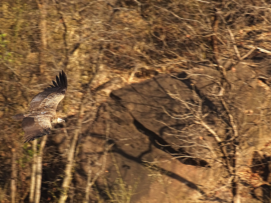 The recently cleared Ken-Betwa river linking project will not only irreversibly impact Panna's tigers, but also its endangered vultures, gharials, mahseers and other wild species.