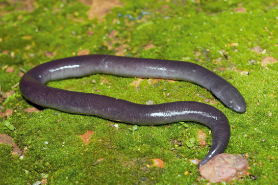 Caecilians have a pointed snout with a mouth lying recessed beneath the head.