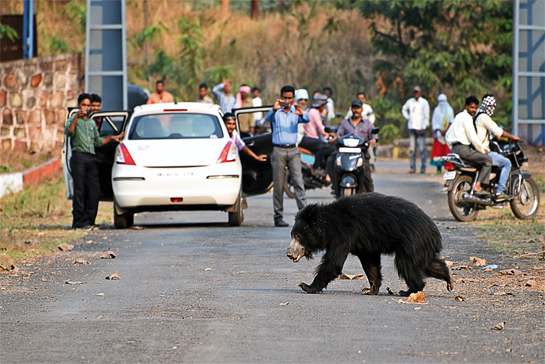 India's road network is the second largest in the world after the U.S., estimated at 5.6 million km. in 2016. A large range of species, including sloth bears like this one are massacred on roads daily - few studies have been able to estimate the exact number. Many that manage to stumble into the vegetation, are scavenged, or removed off the road remain unrecorded.
