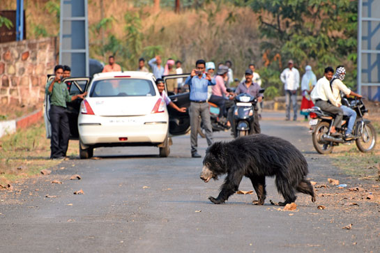 With increasing fragmentation and degradation of sloth bear habitat, there has been a spike in human-bear encounters that more often result in tense conflicts.