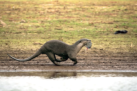 Otters in general, and smooth-coated otters of the Cauvery river in particular, are indicators of the health of the waterbodies. These apex predators have a role to play in their watery ecosystems, akin to that of predators such as tigers on land.