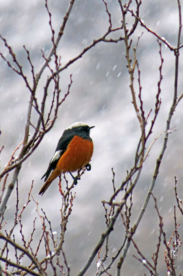 G&Atilde;&frac14;ldenst&Atilde;&curren;dt's Redstart