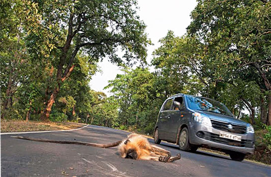 A linear intrusion through a forest in Madhya Pradesh claimed the life of this grey langur.