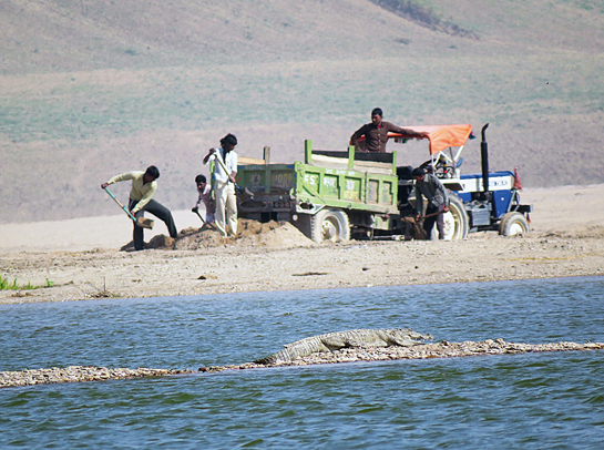 Impervious to the fate of the mugger crocodile basking on a rocky outcrop of the Chambal, illegal sand miners conduct their business as usual on one of the many famed sandy beaches of the river.