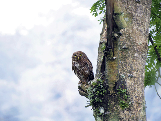 Found across the Himalaya in India, the Asian Barred Owlet is generally a diurnal bird and is most vocally active at dawn. It nests in tree hollows and will occasionally even kill a barbet or woodpecker to acquire a nesting site.