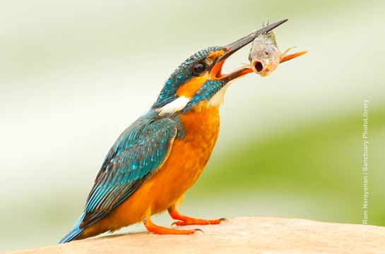 Common Kingfisher