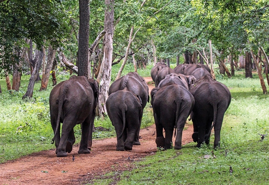 Elephants use a forest path in Nagarahole, which was once under the repeated assault of the infamous bandit Veerapan, who massacred the pachyderms for ivory.
