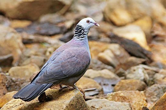 The Nilgiri Wood Pigeon, occurred in the Talamalai leg of the survey.